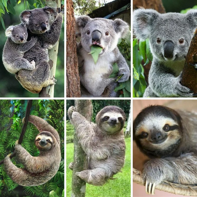 5D Diamond Painting Sloth Koal - Embroidery In Australia avis et prix